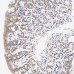 PSMA7 Antibody in Immunohistochemistry (Paraffin) (IHC (P))