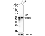 FLI1 Antibody in Western Blot (WB)