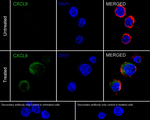 CXCL9 Recombinant Rabbit Monoclonal Antibody (PSH12-34)
