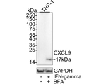 CXCL9 Antibody in Western Blot (WB)