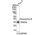 Granzyme B Antibody in Western Blot (WB)