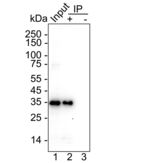 PDLIM3 Antibody in Immunoprecipitation (IP)