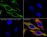 C2orf33 Antibody in Immunocytochemistry (ICC/IF)