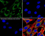 C2orf33 Recombinant Rabbit Monoclonal Antibody (PSH14-36)
