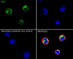 C2orf33 Antibody in Immunocytochemistry (ICC/IF)