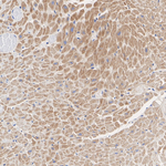 C2orf33 Antibody in Immunohistochemistry (Paraffin) (IHC (P))