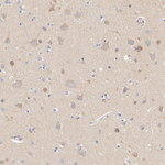 C2orf33 Antibody in Immunohistochemistry (Paraffin) (IHC (P))