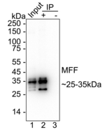 C2orf33 Antibody in Immunoprecipitation (IP)