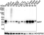 C2orf33 Antibody in Western Blot (WB)