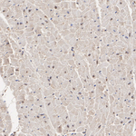 HUWE1 Antibody in Immunohistochemistry (Paraffin) (IHC (P))