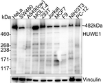 HUWE1 Antibody in Western Blot (WB)