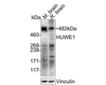 HUWE1 Antibody in Western Blot (WB)