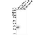 Granzyme A Antibody in Western Blot (WB)