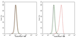 CXCL2 Antibody in Flow Cytometry (Flow)