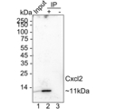 CXCL2 Antibody in Immunoprecipitation (IP)