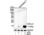 CXCL2 Antibody in Western Blot (WB)