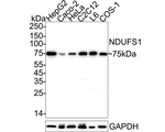 NDUFS1 Antibody in Western Blot (WB)