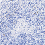 Granzyme B Antibody in Immunohistochemistry (Paraffin) (IHC (P))