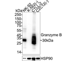 Granzyme B Antibody in Western Blot (WB)