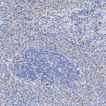 BDH1 Antibody in Immunohistochemistry (Paraffin) (IHC (P))
