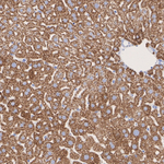 BDH1 Antibody in Immunohistochemistry (Paraffin) (IHC (P))