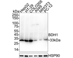 BDH1 Antibody in Western Blot (WB)