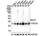 BDH1 Antibody in Western Blot (WB)