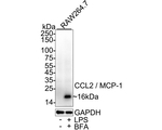 MCP-1 Antibody in Western Blot (WB)