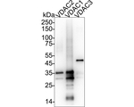 VDAC1/VDAC2/VDAC3 Antibody in Western Blot (WB)