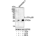IL-27 p28 Antibody in Western Blot (WB)