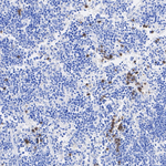 Ly-6G Recombinant Rabbit Monoclonal Antibody (PSH14-95)