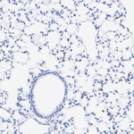 Ly-6G Antibody in Immunohistochemistry (Paraffin) (IHC (P))