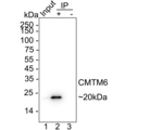 CMTM6 Antibody in Immunoprecipitation (IP)