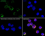 ATP Synthase O Antibody in Immunocytochemistry (ICC/IF)