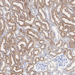 ATP Synthase O Antibody in Immunohistochemistry (Paraffin) (IHC (P))