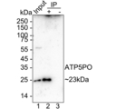 ATP Synthase O Antibody in Immunoprecipitation (IP)