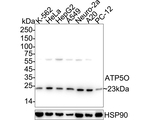 ATP Synthase O Antibody in Western Blot (WB)