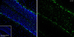 QKI Antibody in Immunohistochemistry (Frozen) (IHC (F))