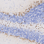 QKI Antibody in Immunohistochemistry (Paraffin) (IHC (P))