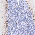 QKI Antibody in Immunohistochemistry (Paraffin) (IHC (P))