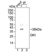 QKI Antibody in Immunoprecipitation (IP)