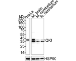 QKI Antibody in Western Blot (WB)