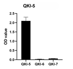 QKI-5 Antibody in ELISA (ELISA)