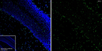 QKI-5 Antibody in Immunohistochemistry (Frozen) (IHC (F))