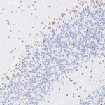 QKI-5 Antibody in Immunohistochemistry (Paraffin) (IHC (P))