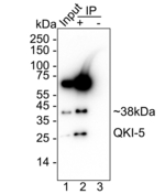 QKI-5 Antibody in Immunoprecipitation (IP)