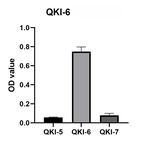 QKI-6 Antibody in ELISA (ELISA)