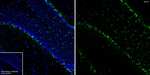 QKI-6 Antibody in Immunohistochemistry (Frozen) (IHC (F))