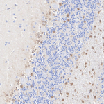 QKI-6 Antibody in Immunohistochemistry (Paraffin) (IHC (P))