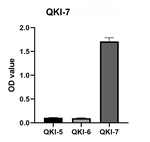 QKI-7 Antibody in ELISA (ELISA)